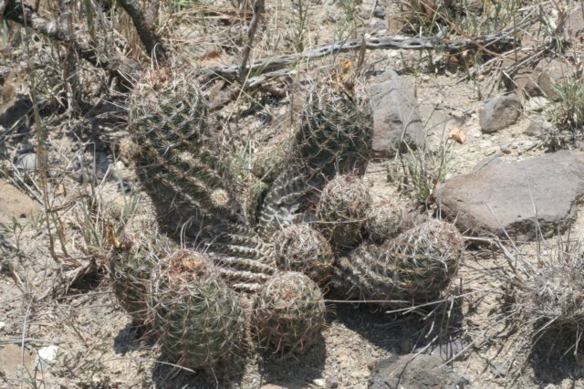 hamatocactussetispinus2.jpg