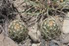 hamatocactussetispinus3_small.jpg