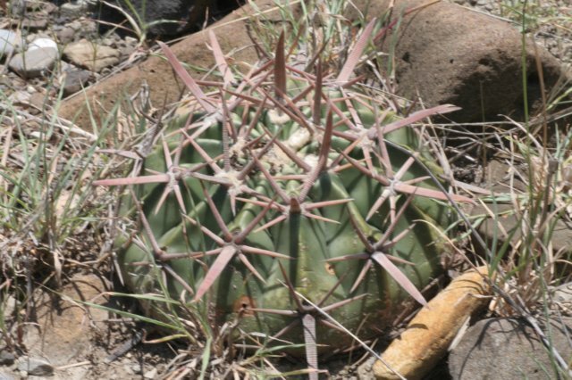 homocephalatexensis.jpg