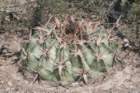 homocephalatexensis2_small.jpg