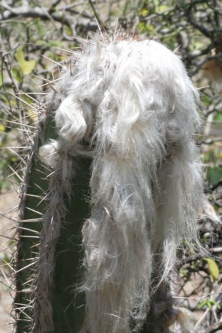 pilosocereusleucocephalus.jpg
