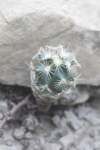 ancistrocactusmegharizus2_small.jpg