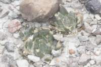 ariocarpustrigonus_small.jpg