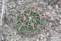 homocephalaechinocactustexensis_small.jpg