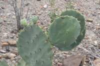 opuntiastricta_small.jpg