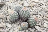 thelocactusbicolorvarschwarzii4_small.jpg