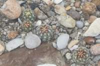 thelocactusbicolorvarschwarzii_small.jpg