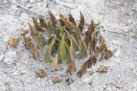 ariocarpustrigonusvarelongatus_small.jpg