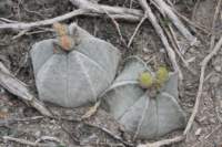 astrophytummyriostigma_small.jpg