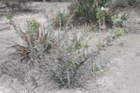 cylindropuntiakleiniae_small.jpg