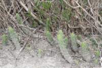 echinocereuspentalophus_small.jpg
