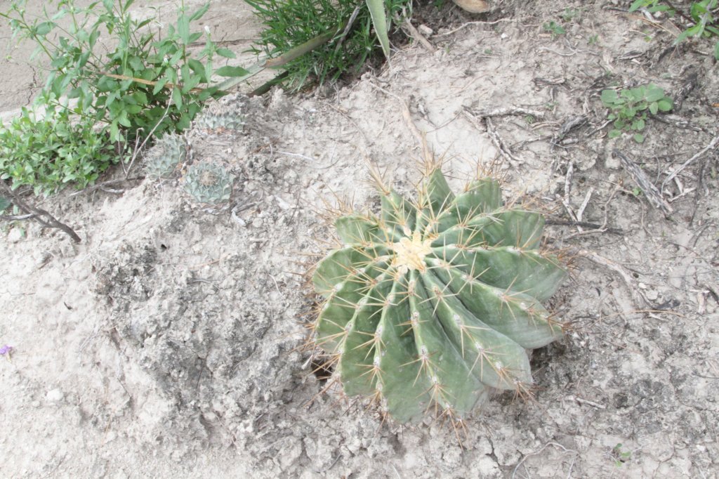 ferocactusechidne.jpg