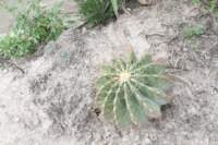 ferocactusechidne_small.jpg