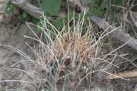 hamatocactushamatocanthusvarsinuatus2_small.jpg