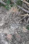 hamatocactushamatocanthusvarsinuatus_small.jpg