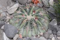 homocephalaechinocactustexensis_small.jpg