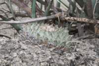 obregoniadenegrii2_small.jpg