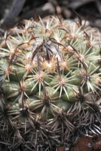 turbinicarpusysabelae6