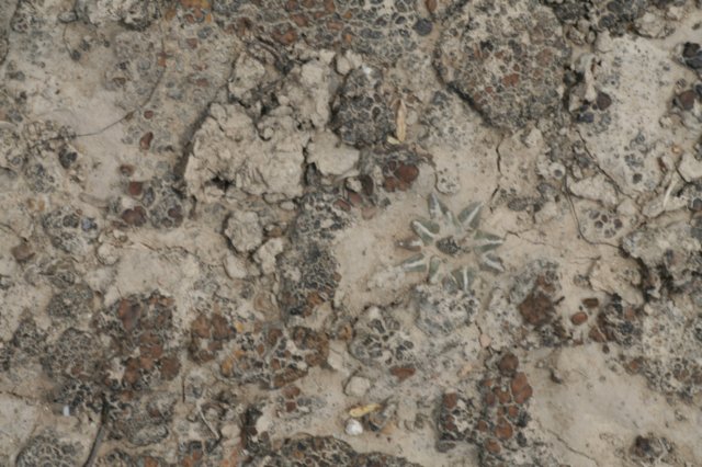 ariocarpuskotschoubeyanus4.jpg