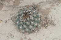 coryphanthadelicata2_small.jpg