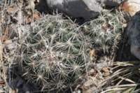 coryphanthadelicata_small.jpg