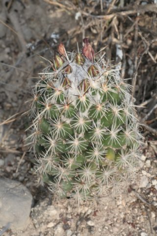 coryphanthaechinoidea.jpg