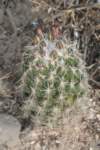 coryphanthaechinoidea_small.jpg
