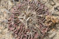 echinofossulocactusphyllacanthus2_small.jpg