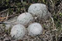 mammillariacandida_small.jpg