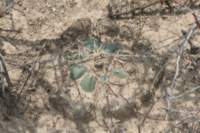 thelocactushexaedrophorus_small.jpg