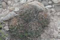 thelocactustulensis2_small.jpg