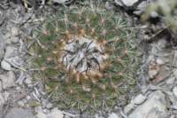 turbinicarpusysabelae2_small.jpg