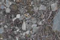 turbinicarpusysabelae5_small.jpg