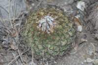 turbinicarpusysabelae_small.jpg