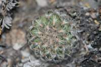 turbinicarpusysabelaejuvenile_small.jpg