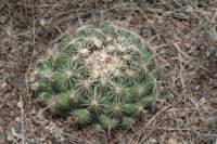 coryphanthadelicata2_small.jpg