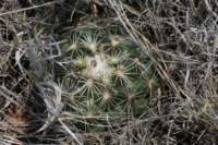 coryphanthadelicata_small.jpg