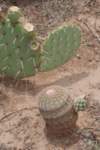 echinocereuspectinatusandopuntia_small.jpg