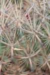 echinomastusunguispinus5_small.jpg