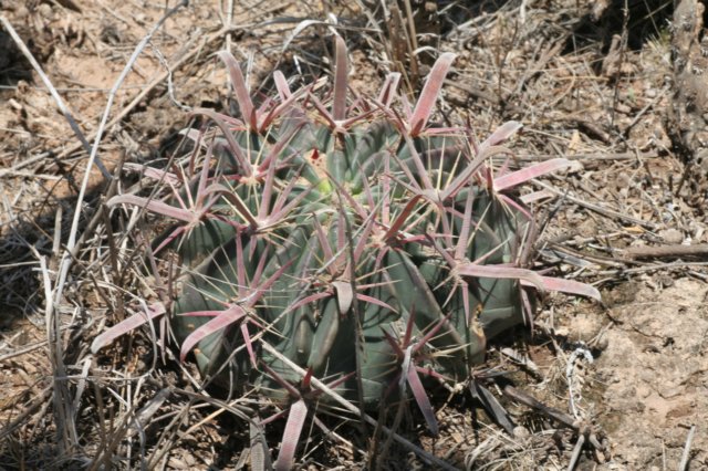 ferocactuslatispinus2.jpg