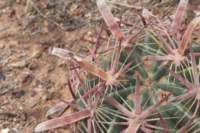 ferocactuslatispinus_small.jpg