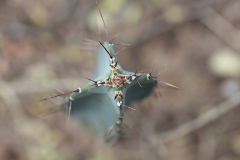 cereusxanthocarpus.jpg