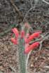 cleistocactusbaumannii_small.jpg