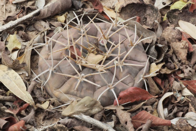 gymnocalyciumeurypleurum.jpg