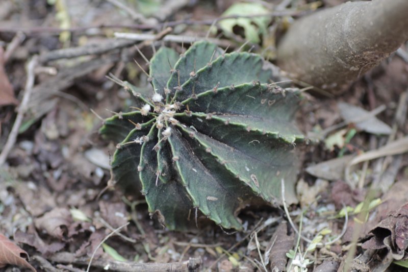 gymnocalyciumstenopleurum2.jpg