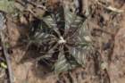 gymnocalyciumstenopleurum3_small.jpg