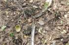 gymnocalyciumstenopleurum_small.jpg