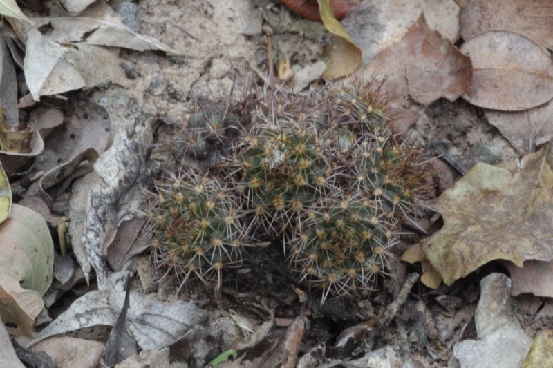 fraileapiltzii.jpg