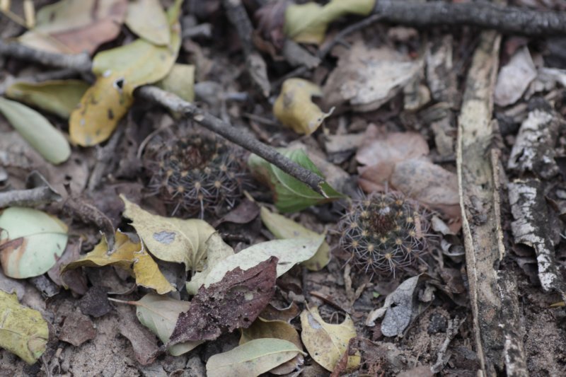 fraileapiltzii2.jpg
