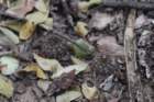 fraileapiltzii2_small.jpg